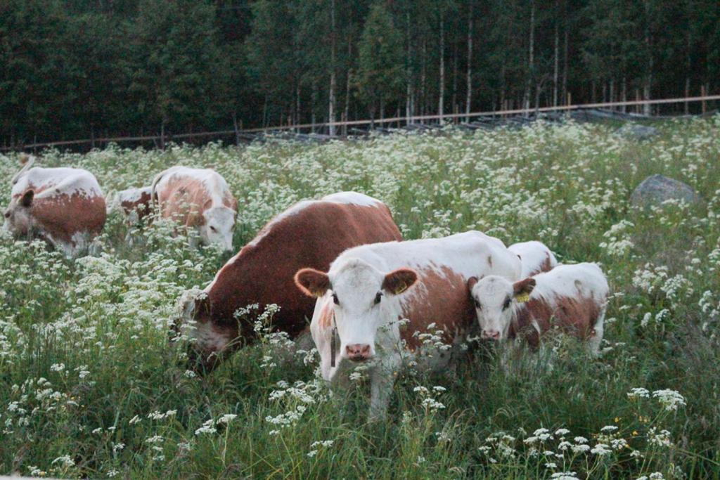 Kolin Mattila B&B Kolinkylä 외부 사진